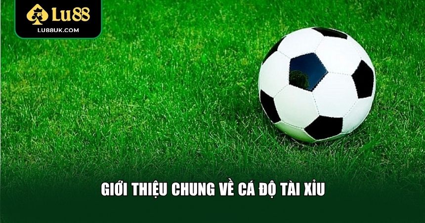 Giới thiệu chung về cá độ Tài Xỉu